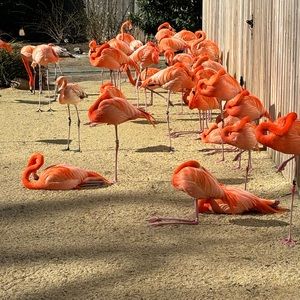 Meet your Posher, Loyal